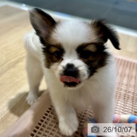 パピヨンの写真