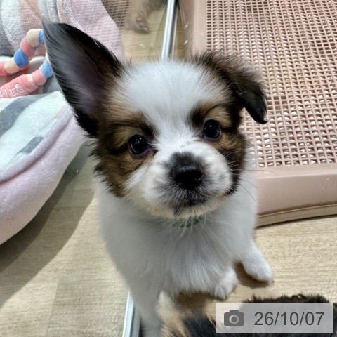パピヨンの写真