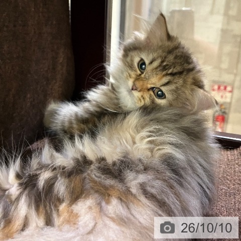 兵庫県のラガマフィン (ペットプラス 明石店/2026年7月29日生まれ/女の子/ブラウンタビー)の子猫の4枚目の画像