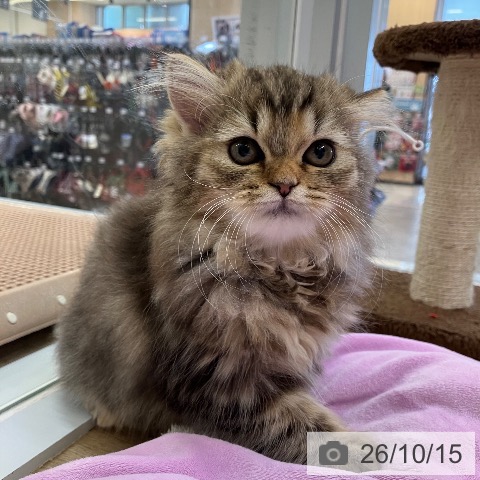 兵庫県のラガマフィン (ペットプラス 明石店/2026年7月29日生まれ/女の子/ブラウンタビー)の子猫の3枚目の画像