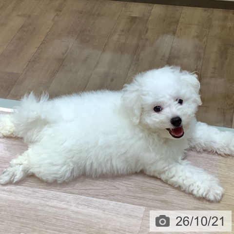 長野県のビションフリーゼ (ペットプラス 長野店/2026年8月9日生まれ/男の子/ホワイト)の子犬の3枚目の画像