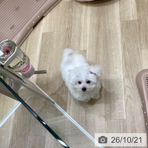 大阪府のビションフリーゼ (ペットプラス 鶴見店/2026年8月3日生まれ/男の子/ホワイト)の子犬の4枚目の画像