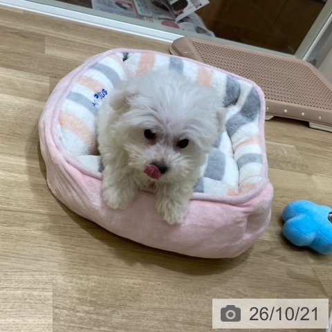 大阪府のビションフリーゼ (ペットプラス 鶴見店/2026年8月3日生まれ/男の子/ホワイト)の子犬の3枚目の画像