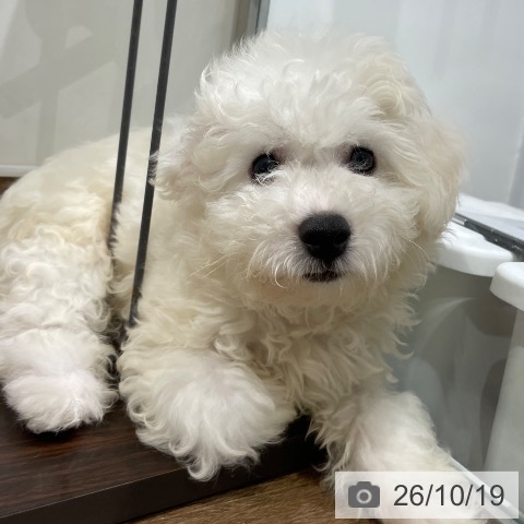 神奈川県のビションフリーゼ (ペッツワン 鎌倉梶原店/2026年8月9日生まれ/男の子/ホワイト)の子犬の4枚目の画像