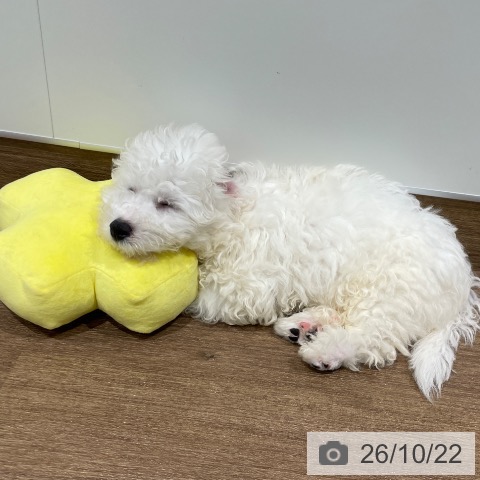 神奈川県のビションフリーゼ (ペッツワン 鎌倉梶原店/2026年8月9日生まれ/男の子/ホワイト)の子犬の3枚目の画像