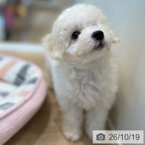 東京都のビションフリーゼ (ペットプラス 大井町トラックス店/2026年8月9日生まれ/女の子/ホワイト)の子犬の4枚目の画像