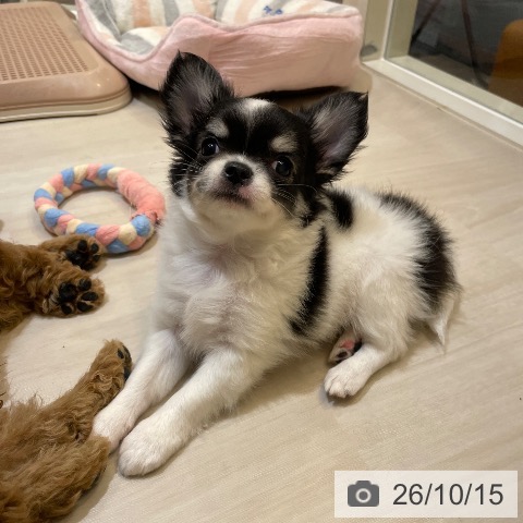 チワワの写真