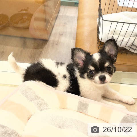 埼玉県のチワワ(ロング) (ペットプラス クレアモール川越店/2026年8月10日生まれ/男の子/ホワイトブラックタン)の子犬の4枚目の画像