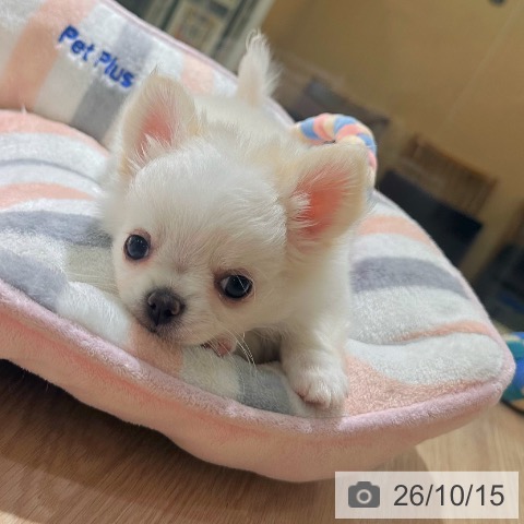 チワワの写真