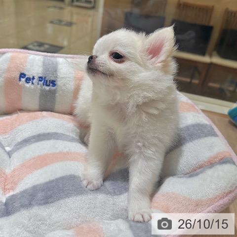 チワワの写真