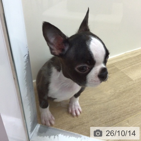 京都府のボストンテリア (ペットプラス 久御山店/2026年8月4日生まれ/男の子/ボストンカラー)の子犬の3枚目の画像