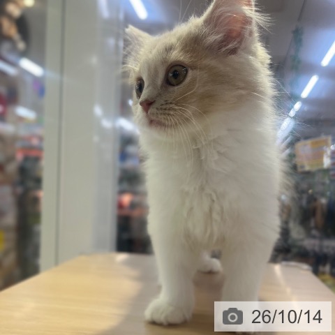 スコティッシュフォールドの写真