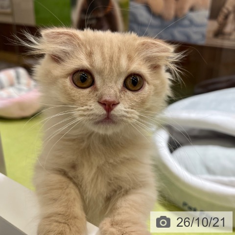 京都府のスコティッシュフォールド (ペットプラス 京都桂川店/2026年8月2日生まれ/男の子/クリームタビー)の子猫の3枚目の画像