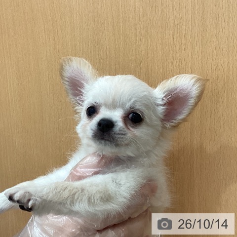 チワワの写真