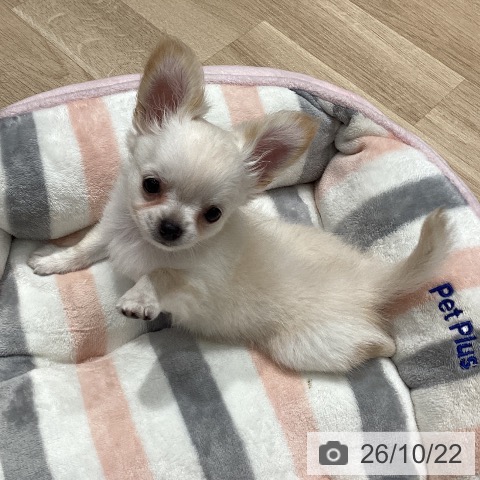 埼玉県のチワワ(ロング) (ペットプラス ピオニウォーク東松山店/2026年8月10日生まれ/男の子/クリーム)の子犬の3枚目の画像