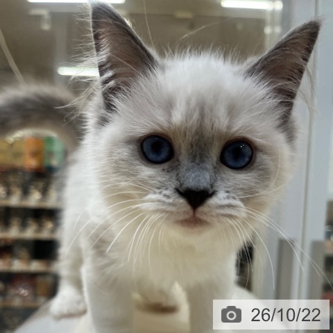 大阪府のラグドール (ペットプラス 堺鉄砲町店/2026年7月10日生まれ/女の子/ブルーポイントバイカラー)の子猫の4枚目の画像