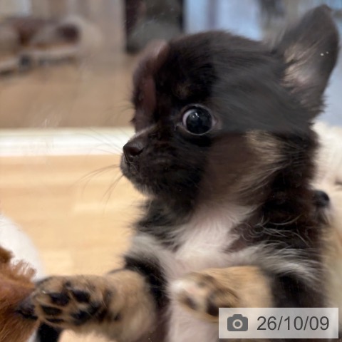 チワワの写真