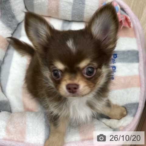 福島県のチワワ(ロング) (ペットプラス 福島店/2026年8月10日生まれ/男の子/チョコレートタンホワイト)の子犬の3枚目の画像