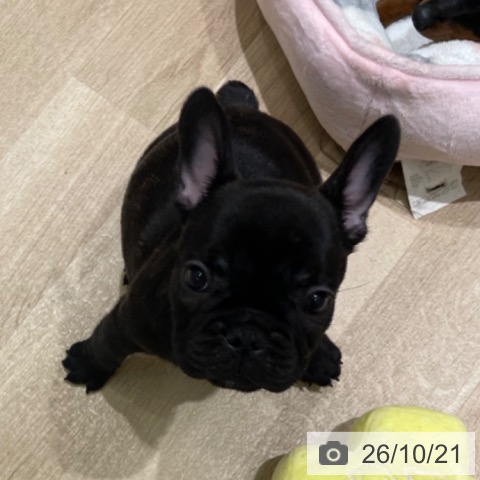 宮城県のフレンチブルドッグ (ペットプラス 仙台上杉店/2026年8月8日生まれ/男の子/ブリンドル)の子犬の3枚目の画像