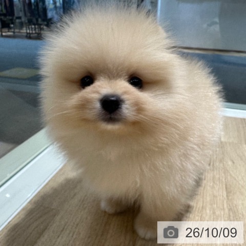 ポメラニアンの写真