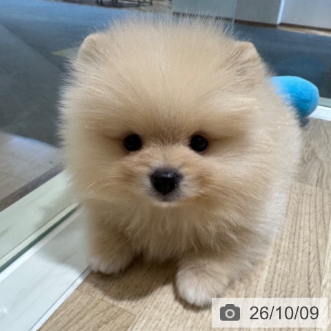 ポメラニアンの写真