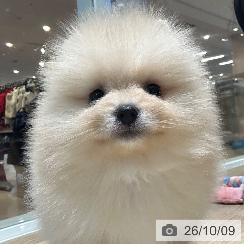 ポメラニアンの写真