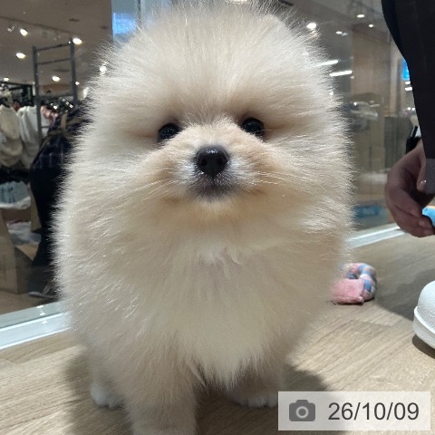 ポメラニアンの写真