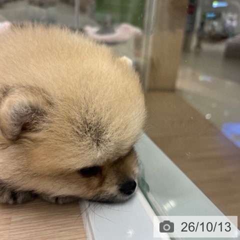 ポメラニアンの写真