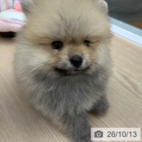 ポメラニアンの写真
