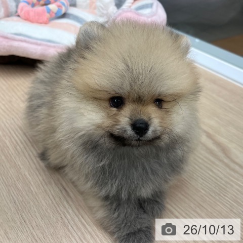 ポメラニアンの写真