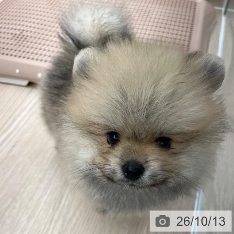 ポメラニアンの写真