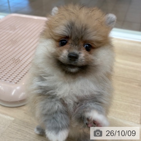 ポメラニアンの写真