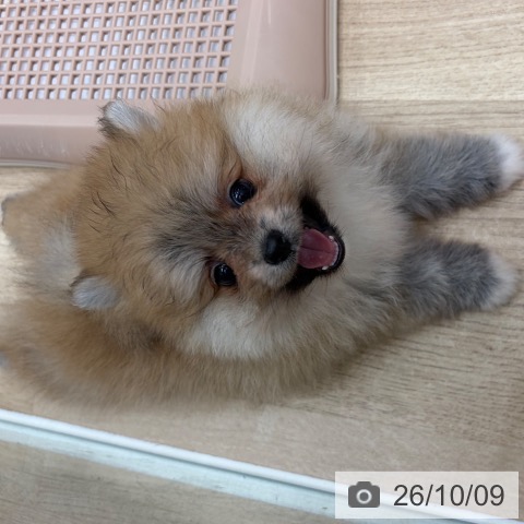 ポメラニアンの写真