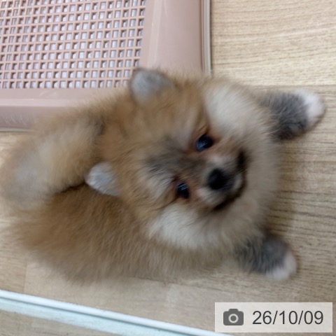 ポメラニアンの写真