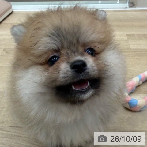 ポメラニアンの写真
