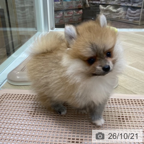 大阪府のポメラニアン (ペットプラス 鶴見店/2026年8月7日生まれ/男の子/オレンジ)の子犬の4枚目の画像