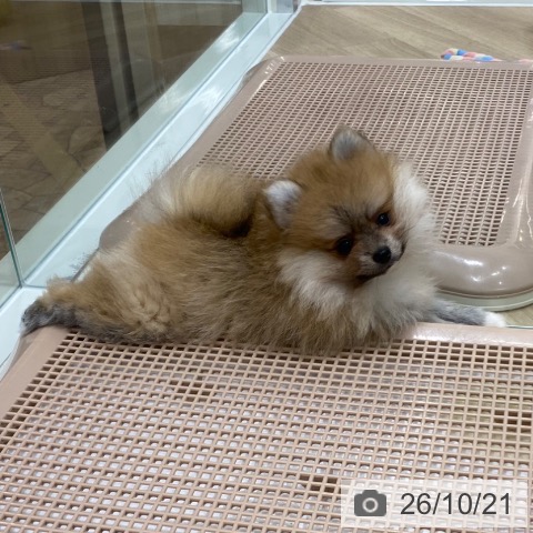 大阪府のポメラニアン (ペットプラス 鶴見店/2026年8月7日生まれ/男の子/オレンジ)の子犬の3枚目の画像