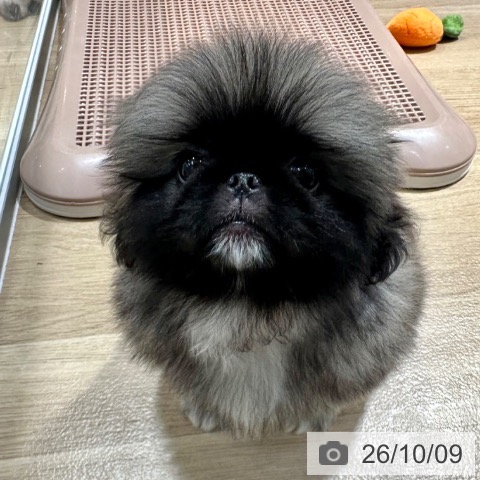 ペキニーズの写真