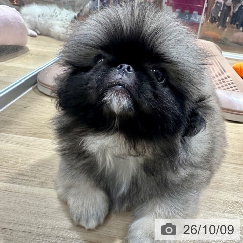 ペキニーズの写真