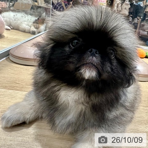 ペキニーズの写真