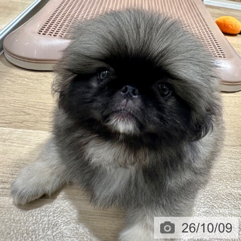 ペキニーズの写真