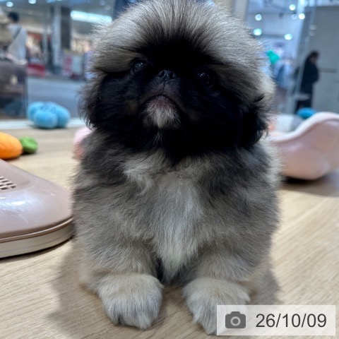 ペキニーズの写真