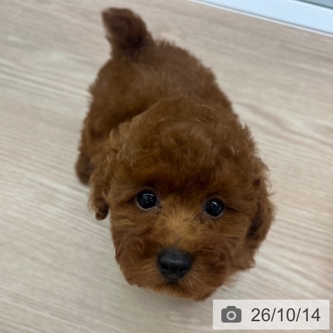 京都府のトイプードル(トイ) (ペットプラス 京都桂川店/2026年8月9日生まれ/男の子/レッド)の子犬の4枚目の画像
