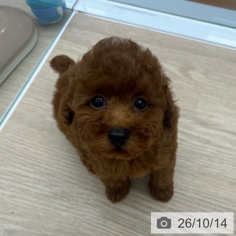 京都府のトイプードル(トイ) (ペットプラス 京都桂川店/2026年8月9日生まれ/男の子/レッド)の子犬の3枚目の画像