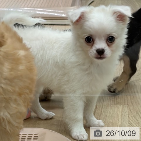 チワワの写真