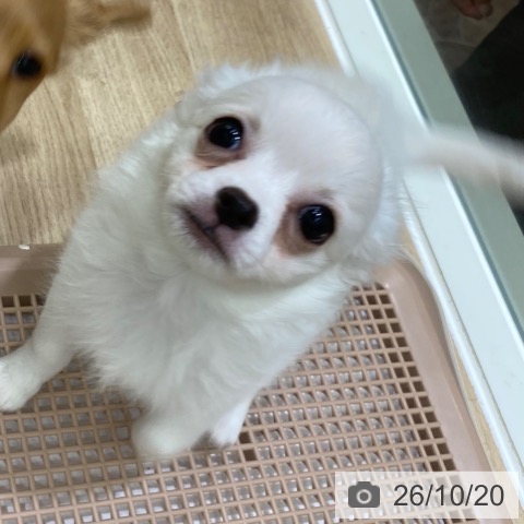 大阪府のチワワ(ロング) (ペットプラス 鶴見店/2026年8月8日生まれ/女の子/ホワイト)の子犬の4枚目の画像