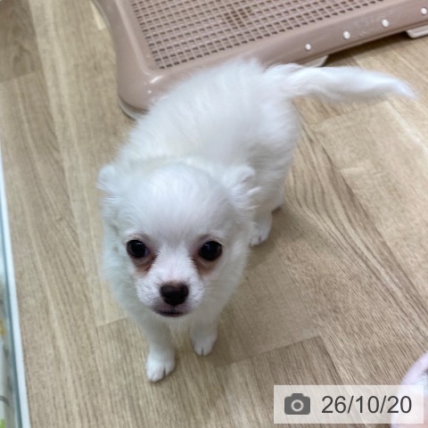 大阪府のチワワ(ロング) (ペットプラス 鶴見店/2026年8月8日生まれ/女の子/ホワイト)の子犬の3枚目の画像