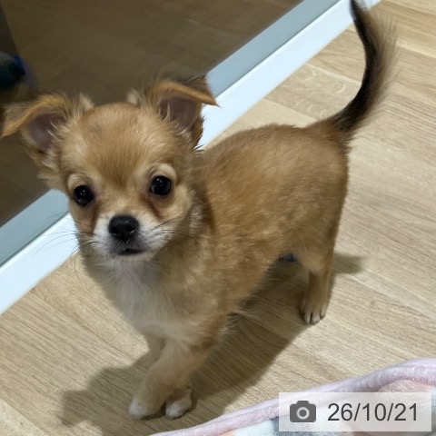 新潟県のチワワ(ロング) (ペットプラス 新潟亀田インター店/2026年8月10日生まれ/女の子/レッド)の子犬の4枚目の画像