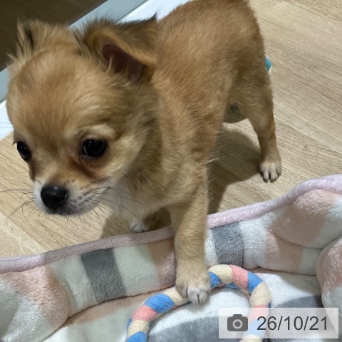 新潟県のチワワ(ロング) (ペットプラス 新潟亀田インター店/2026年8月10日生まれ/女の子/レッド)の子犬の3枚目の画像