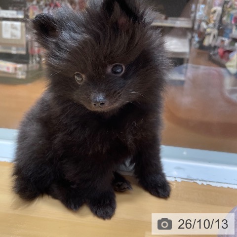 ポメラニアンの写真